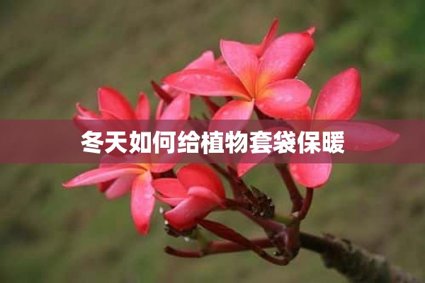 冬天如何给植物套袋保暖