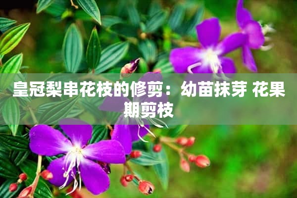 皇冠梨串花枝的修剪：幼苗抹芽 花果期剪枝