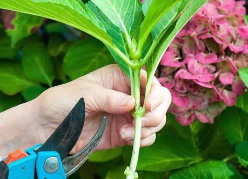 绣球花怎么繁殖？绣球花繁殖的方法