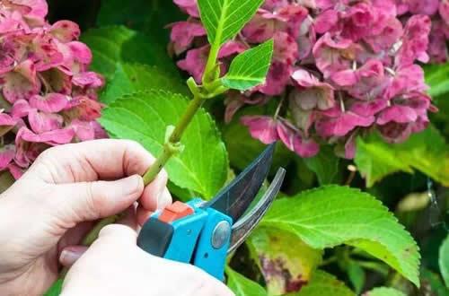 绣球花怎么繁殖？绣球花繁殖的方法