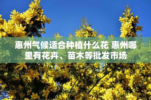 惠州气候适合种植什么花 惠州哪里有花卉、苗木等批发市场