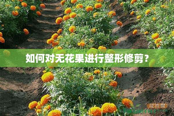 如何对无花果进行整形修剪？