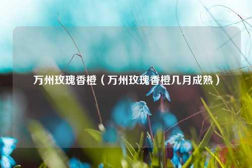 万州玫瑰香橙（万州玫瑰香橙几月成熟） 花卉