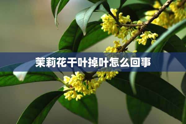 茉莉花干叶掉叶怎么回事