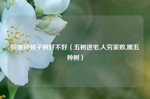 院里种柿子树好不好（五树进宅,人穷家败,哪五种树） 花卉