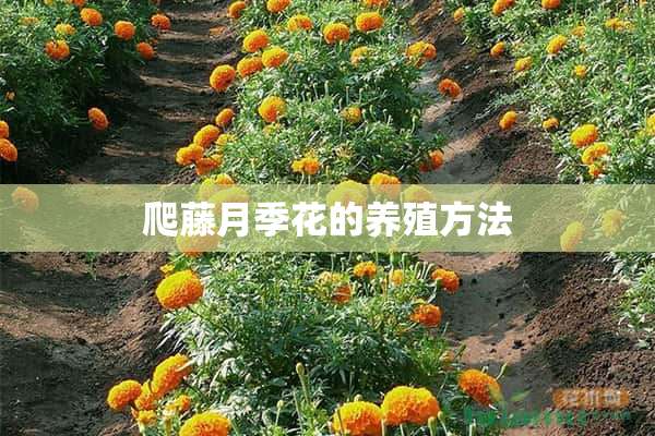 爬藤月季花的养殖方法