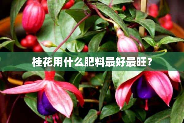 桂花用什么肥料最好最旺？