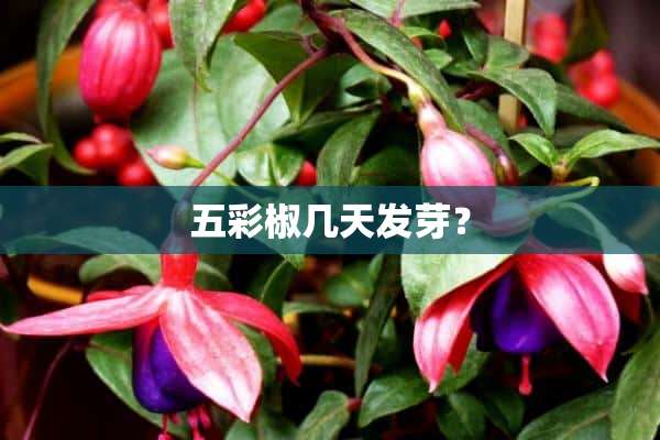 五彩椒几天发芽？