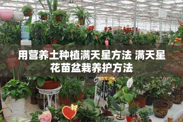 用营养土种植满天星方法 满天星花苗盆栽养护方法