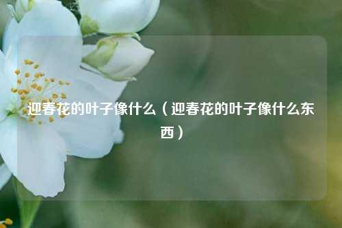 迎春花的叶子像什么（迎春花的叶子像什么东西） 花卉