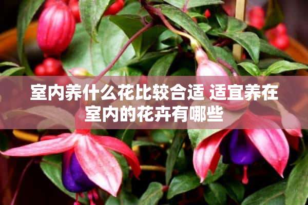 室内养什么花比较合适 适宜养在室内的花卉有哪些