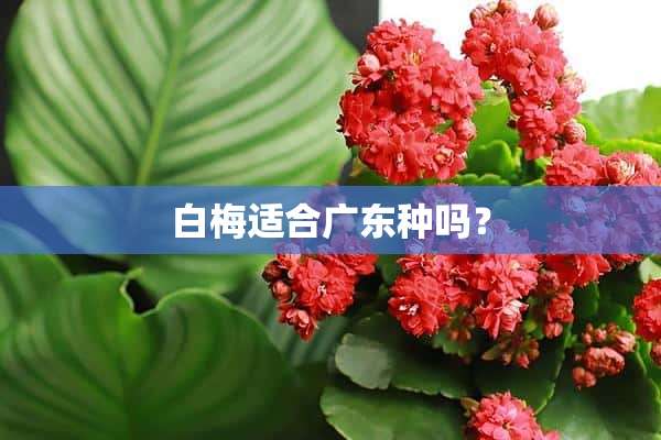 白梅适合广东种吗？