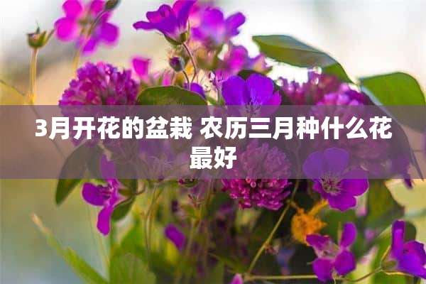 3月开花的盆栽 农历三月种什么花最好