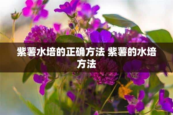 紫薯水培的正确方法 紫薯的水培方法