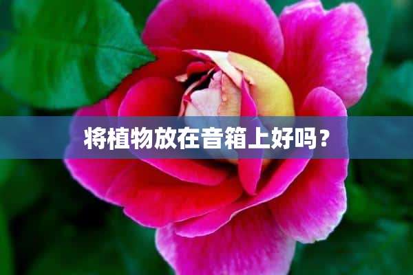 将植物放在音箱上好吗？