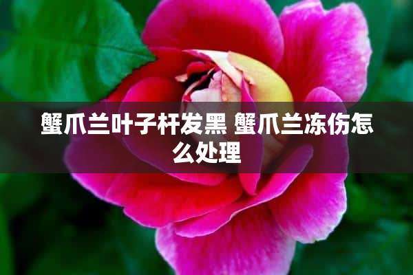 蟹爪兰叶子杆发黑 蟹爪兰冻伤怎么处理