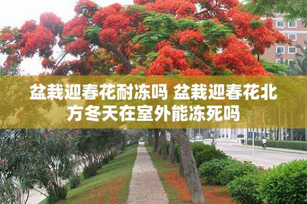 盆栽迎春花耐冻吗 盆栽迎春花北方冬天在室外能冻死吗