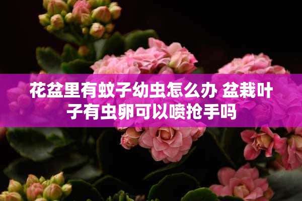 花盆里有蚊子幼虫怎么办 盆栽叶子有虫卵可以喷抢手吗