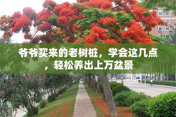 爷爷买来的老树桩，学会这几点，轻松养出上万盆景