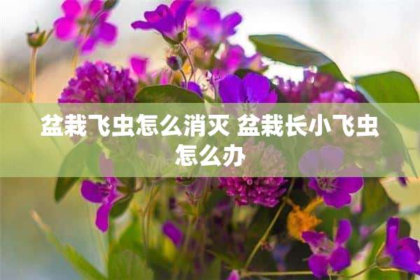 盆栽飞虫怎么消灭 盆栽长小飞虫怎么办