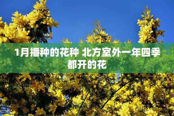 1月播种的花种 北方室外一年四季都开的花