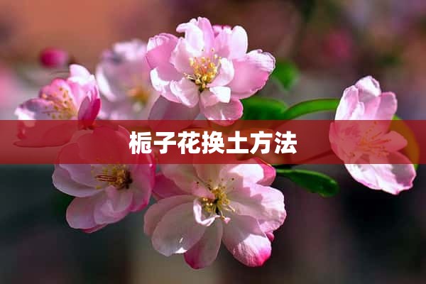 栀子花换土方法