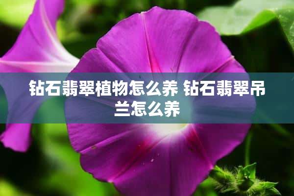 钻石翡翠植物怎么养 钻石翡翠吊兰怎么养