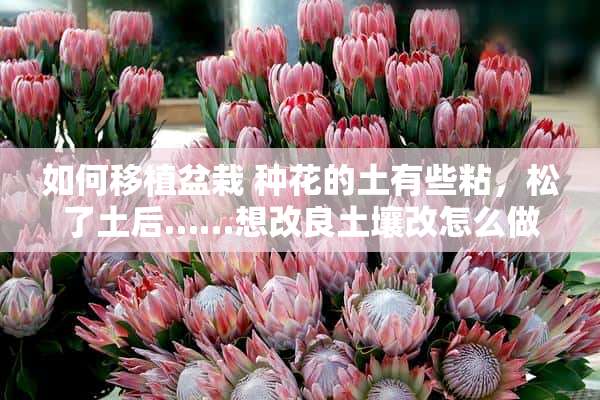 如何移植盆栽 种花的土有些粘，松了土后……想改良土壤改怎么做