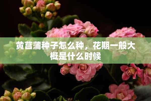 黄菖蒲种子怎么种，花期一般大概是什么时候