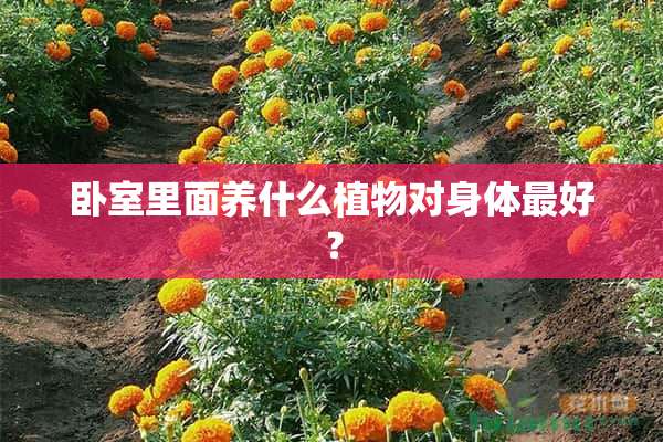 卧室里面养什么植物对身体最好？