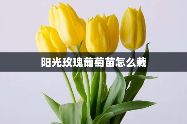 阳光玫瑰葡萄苗怎么栽