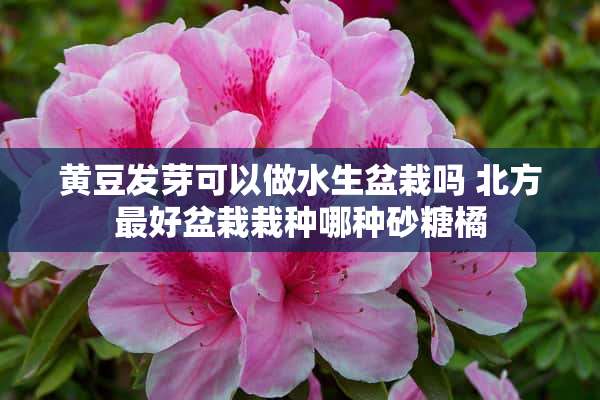 黄豆发芽可以做水生盆栽吗 北方最好盆栽栽种哪种砂糖橘