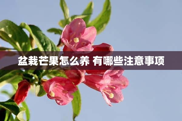 盆栽芒果怎么养 有哪些注意事项