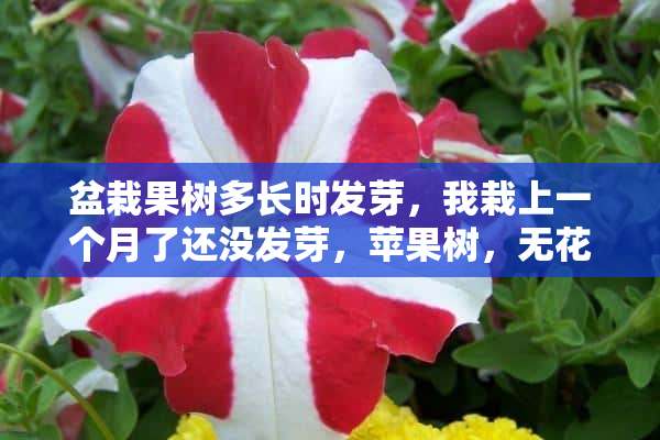 盆栽果树多长时发芽，我栽上一个月了还没发芽，苹果树，无花果，