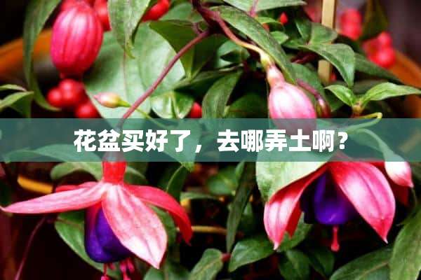 花盆买好了，去哪弄土啊？