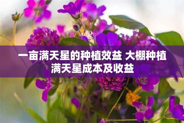 一亩满天星的种植效益 大棚种植满天星成本及收益