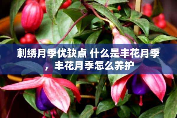 刺绣月季优缺点 什么是丰花月季，丰花月季怎么养护