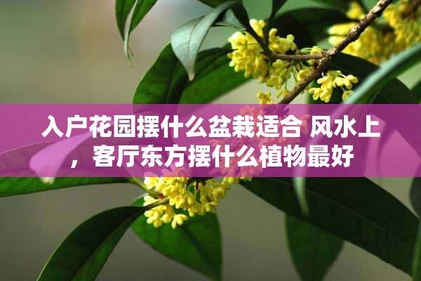 入户花园摆什么盆栽适合 风水上，客厅东方摆什么植物最好