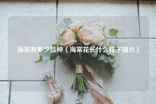 海棠有多少品种（海棠花长什么样子图片） 花卉