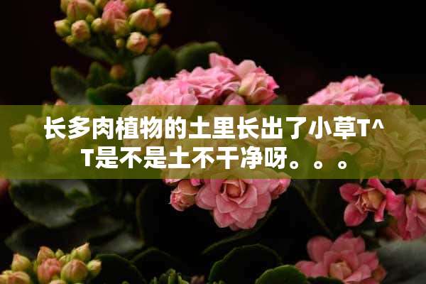 长多肉植物的土里长出了小草T^T是不是土不干净呀。。。