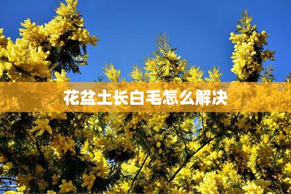 花盆土长白毛怎么解决