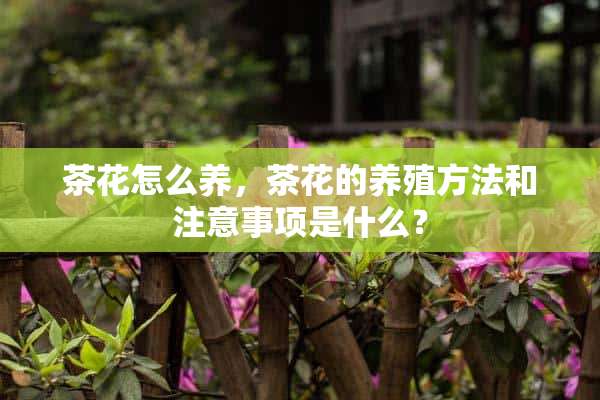 茶花怎么养，茶花的养殖方法和注意事项是什么？