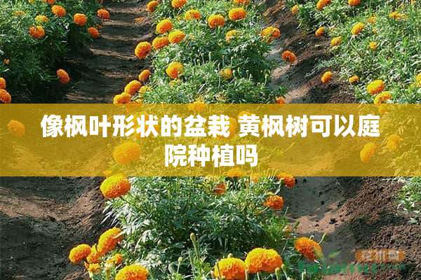 像枫叶形状的盆栽 黄枫树可以庭院种植吗