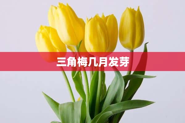 三角梅几月发芽