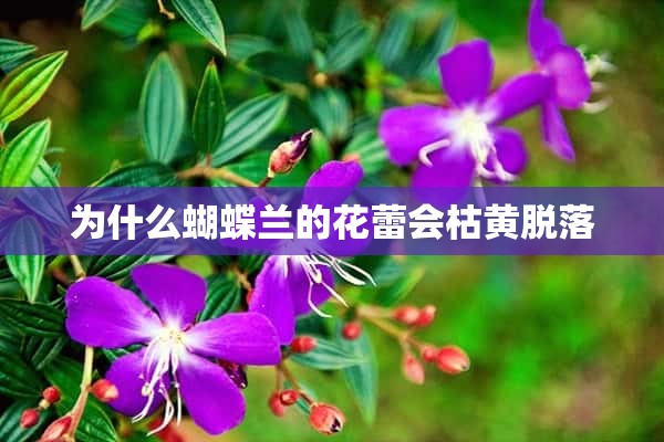 为什么蝴蝶兰的花蕾会枯黄脱落