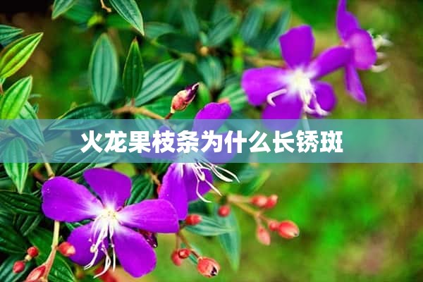 火龙果枝条为什么长锈斑