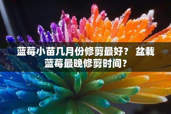 蓝莓小苗几月份修剪最好？ 盆栽蓝莓最晚修剪时间？