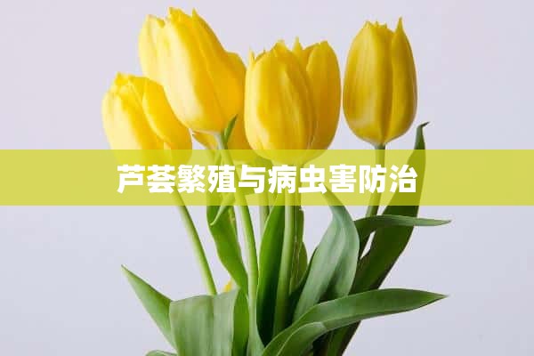 芦荟繁殖与病虫害防治