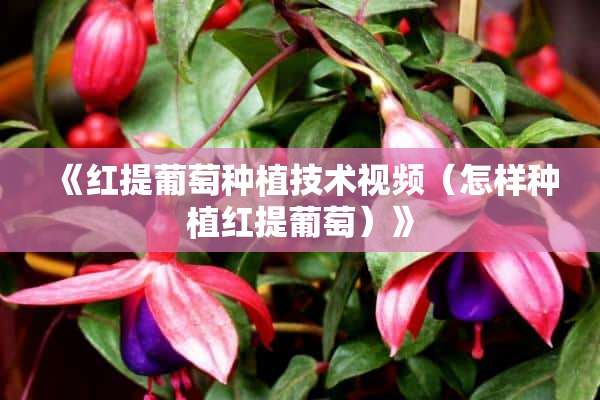 《红提葡萄种植技术视频（怎样种植红提葡萄）》