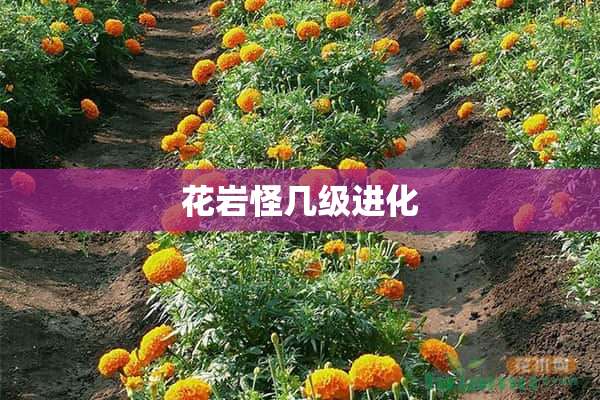 花岩怪几级进化